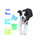 日常会話我が家のわんこ（個別スタンプ：2）