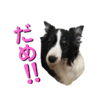 日常会話我が家のわんこ（個別スタンプ：8）