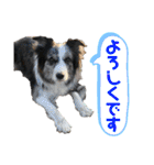 日常会話我が家のわんこ（個別スタンプ：9）