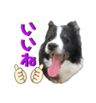 日常会話我が家のわんこ（個別スタンプ：10）