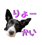 日常会話我が家のわんこ（個別スタンプ：11）