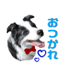 日常会話我が家のわんこ（個別スタンプ：12）