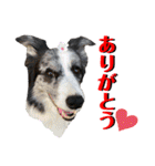 日常会話我が家のわんこ（個別スタンプ：14）