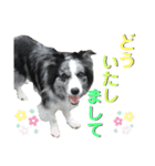 日常会話我が家のわんこ（個別スタンプ：15）