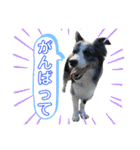 日常会話我が家のわんこ（個別スタンプ：17）