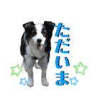 日常会話我が家のわんこ（個別スタンプ：19）