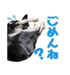 日常会話我が家のわんこ（個別スタンプ：20）