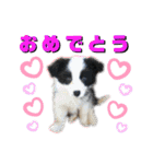 日常会話我が家のわんこ（個別スタンプ：23）