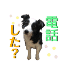日常会話我が家のわんこ（個別スタンプ：26）