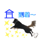 日常会話我が家のわんこ（個別スタンプ：27）