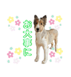 日常会話我が家のわんこ（個別スタンプ：28）