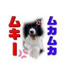 日常会話我が家のわんこ（個別スタンプ：31）