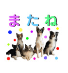 日常会話我が家のわんこ（個別スタンプ：32）