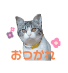 うちの子スタンプvol.2（個別スタンプ：1）