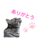 うちの子スタンプvol.2（個別スタンプ：4）