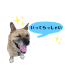 うちの子スタンプvol.2（個別スタンプ：6）