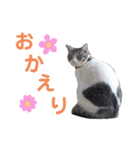 うちの子スタンプvol.2（個別スタンプ：8）