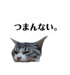 うちの子スタンプvol.2（個別スタンプ：11）
