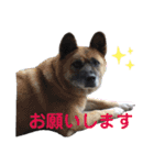うちの子スタンプvol.2（個別スタンプ：14）
