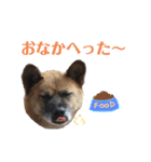 うちの子スタンプvol.2（個別スタンプ：17）