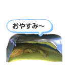 フトアゴちゃんスタンプ（個別スタンプ：1）