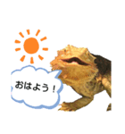 フトアゴちゃんスタンプ（個別スタンプ：2）