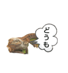 フトアゴちゃんスタンプ（個別スタンプ：3）