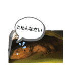 フトアゴちゃんスタンプ（個別スタンプ：5）