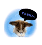 パピヨンのパピコさん（個別スタンプ：4）