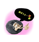 パピヨンのパピコさん（個別スタンプ：6）