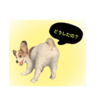 パピヨンのパピコさん（個別スタンプ：10）