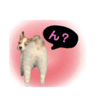 パピヨンのパピコさん（個別スタンプ：13）