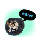 パピヨンのパピコさん（個別スタンプ：15）