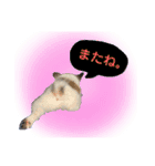 パピヨンのパピコさん（個別スタンプ：16）