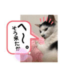 ルバコ（個別スタンプ：19）