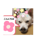 ルバコ（個別スタンプ：31）