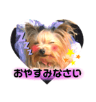 我が家のヨーキーたち1（個別スタンプ：2）
