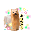 我が家のヨーキーたち1（個別スタンプ：4）