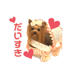 我が家のヨーキーたち1（個別スタンプ：6）