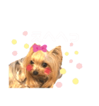 我が家のヨーキーたち1（個別スタンプ：8）