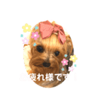 我が家のヨーキーたち1（個別スタンプ：12）