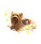 我が家のヨーキーたち1（個別スタンプ：16）