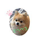 ポメ子のスタンプですよ（個別スタンプ：1）