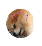 ポメ子のスタンプですよ（個別スタンプ：3）
