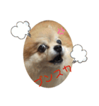 ポメ子のスタンプですよ（個別スタンプ：4）