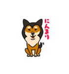 赤ごま柴犬きくまるです（個別スタンプ：10）