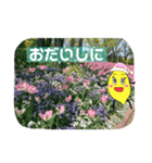 れもんちゃん1（個別スタンプ：11）