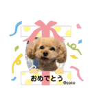 ココちゃんといっしょ（個別スタンプ：31）