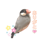 はなこたもかおうちゃんスタンプ（個別スタンプ：1）