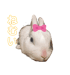 はなこたもかおうちゃんスタンプ（個別スタンプ：3）
